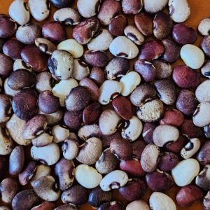 Lima Bean SEEDS - Civil War Bean - Butter Bean - Heirloom & Untreated - Perennial Bean - Phaseolus lunatus #5