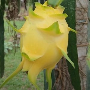 Yellow Dragon Fruit CUTTING - Heirloom & Untreated - Golden Yellow - Large Fruit