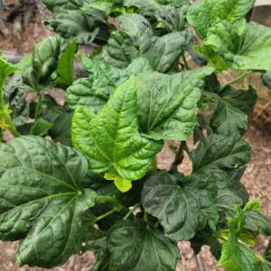 Aibika Spinach PLANT - Untreated & Heirloom - Perennial Hibiscus Spinach - Green Stem Tree Spinach - Hibiscus Manihot