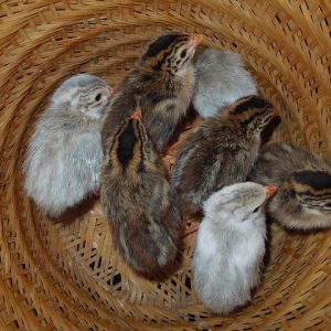 Guinea Fowl - Fertile Eggs for Hatching #12