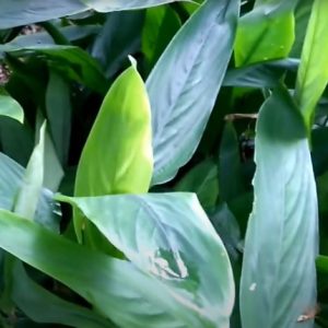 West Indian Arrowroot PLANT - Obedience Plant, Bermuda Arrowroot, Araru - Maranta arundinacea