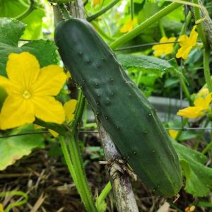 Cucumber Marketmore SEEDS - Cucumis sativus - Heirloom & Untreated #20