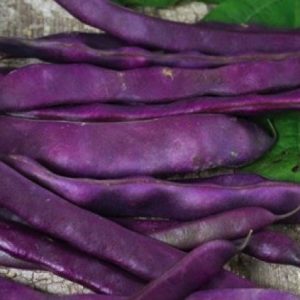 Bean Purple King SEEDS - Phaseolus vulgaris - Climbing Beans - Heirloom & Untreated #16