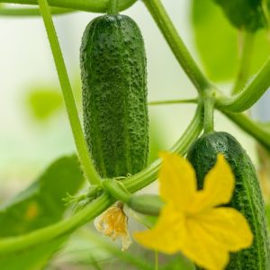 Cucumber Marketmore SEEDS - Cucumis sativus - Heirloom & Untreated #20