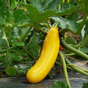 Zucchini Golden SEEDS - Cucurbita pepo - Heirloom & Untreated #6