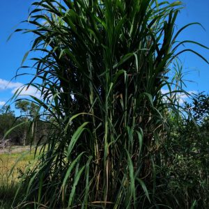 Bana Grass PLANT - Heirloom - Clumping - Fast Growing - Many Uses - Pennisetum purpureum x americanum